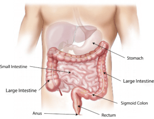 anatomía sistema digestivo