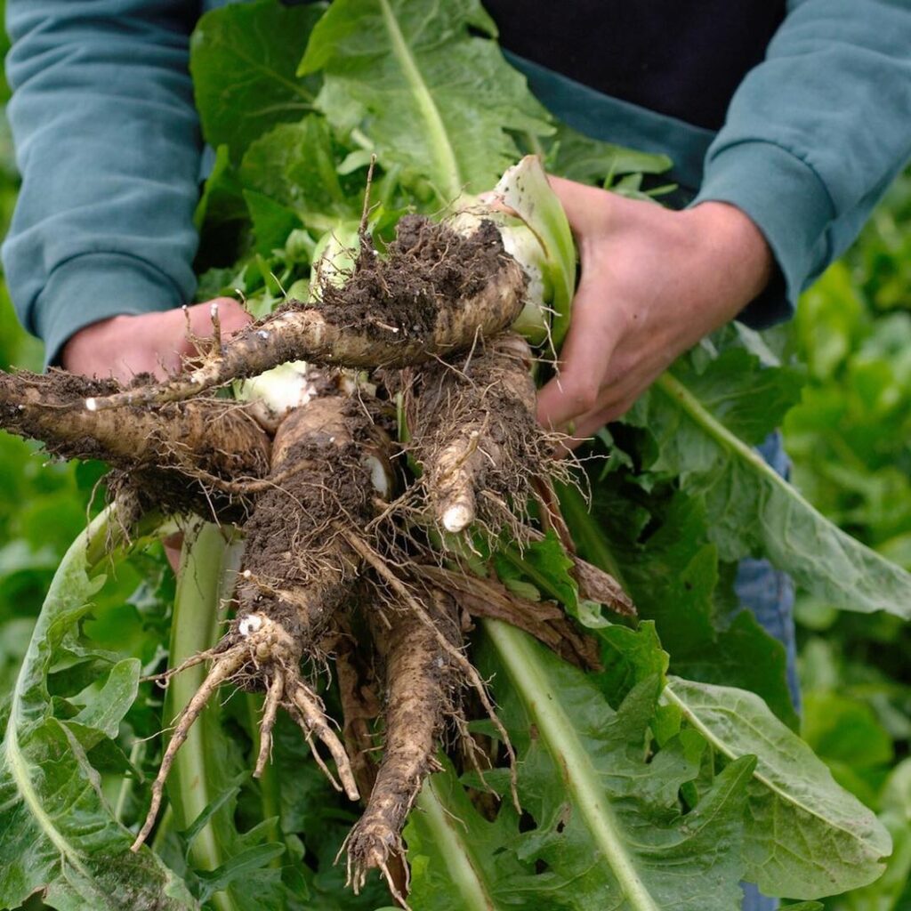 Raíz de achicoria (alimentos con prebioticos)