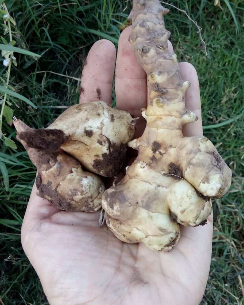 Alcachofa de Jerusalén (alimentos con prebioticos)