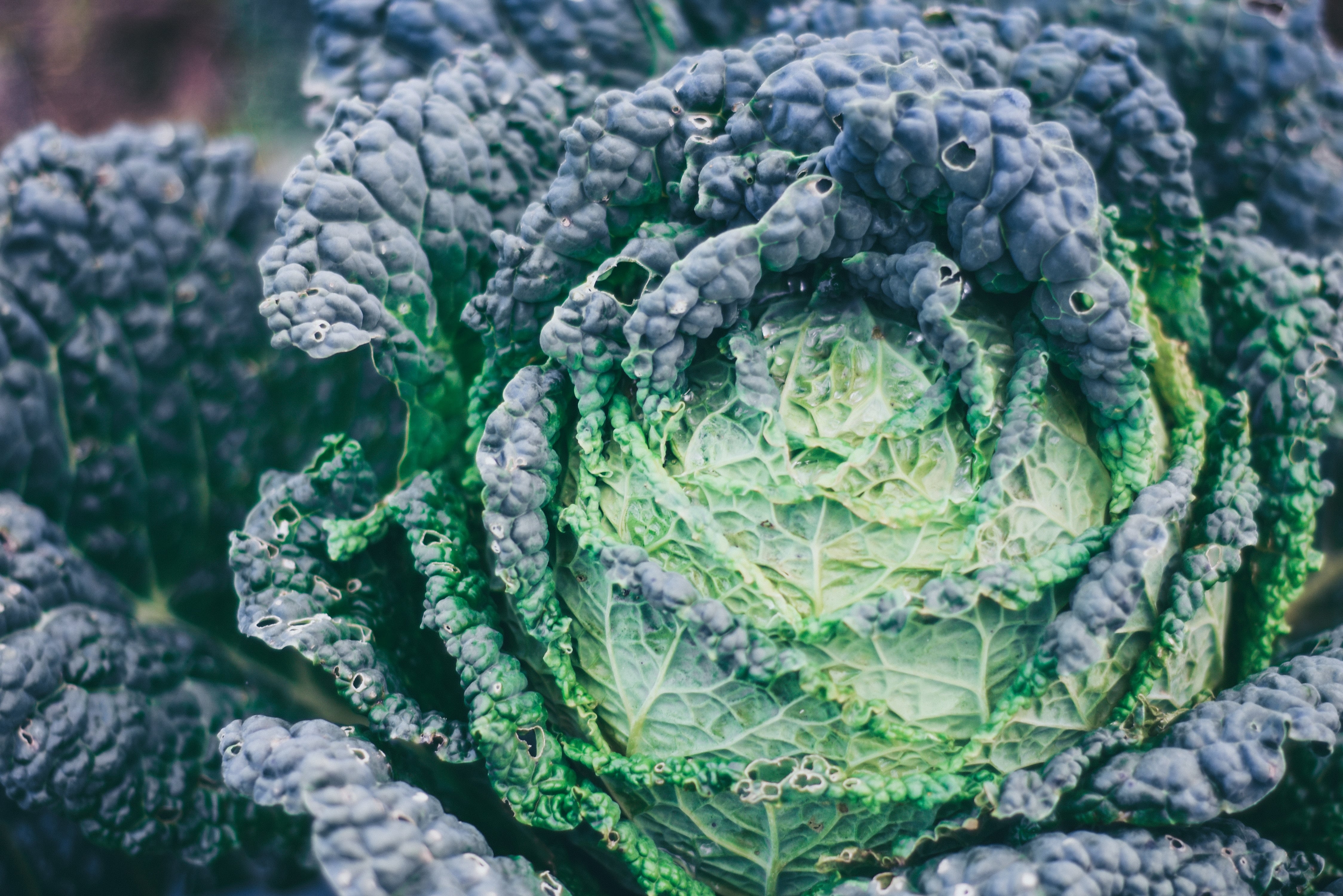 Vegetales y verduras crucíferas; también, la soya y derivados. 