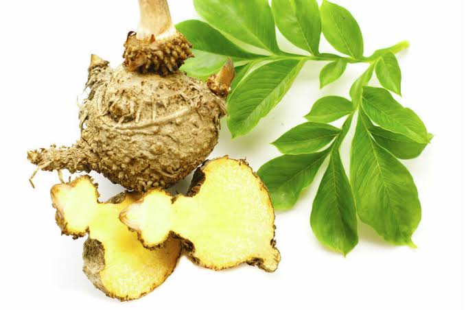 Raíz de Konjac (alimentos con prebioticos)