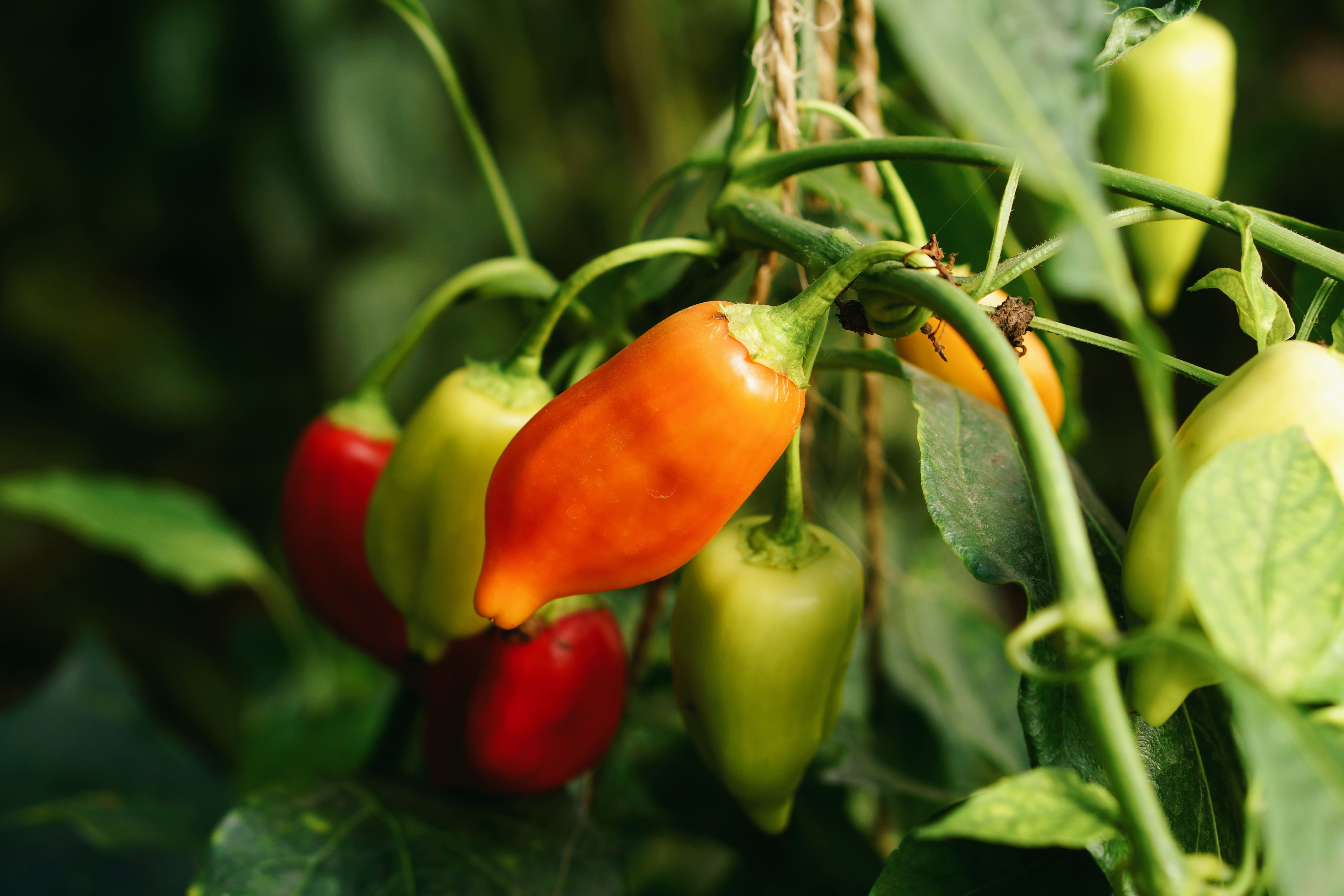 La capsaicina está en los frutos de las plantas del género Capsicum