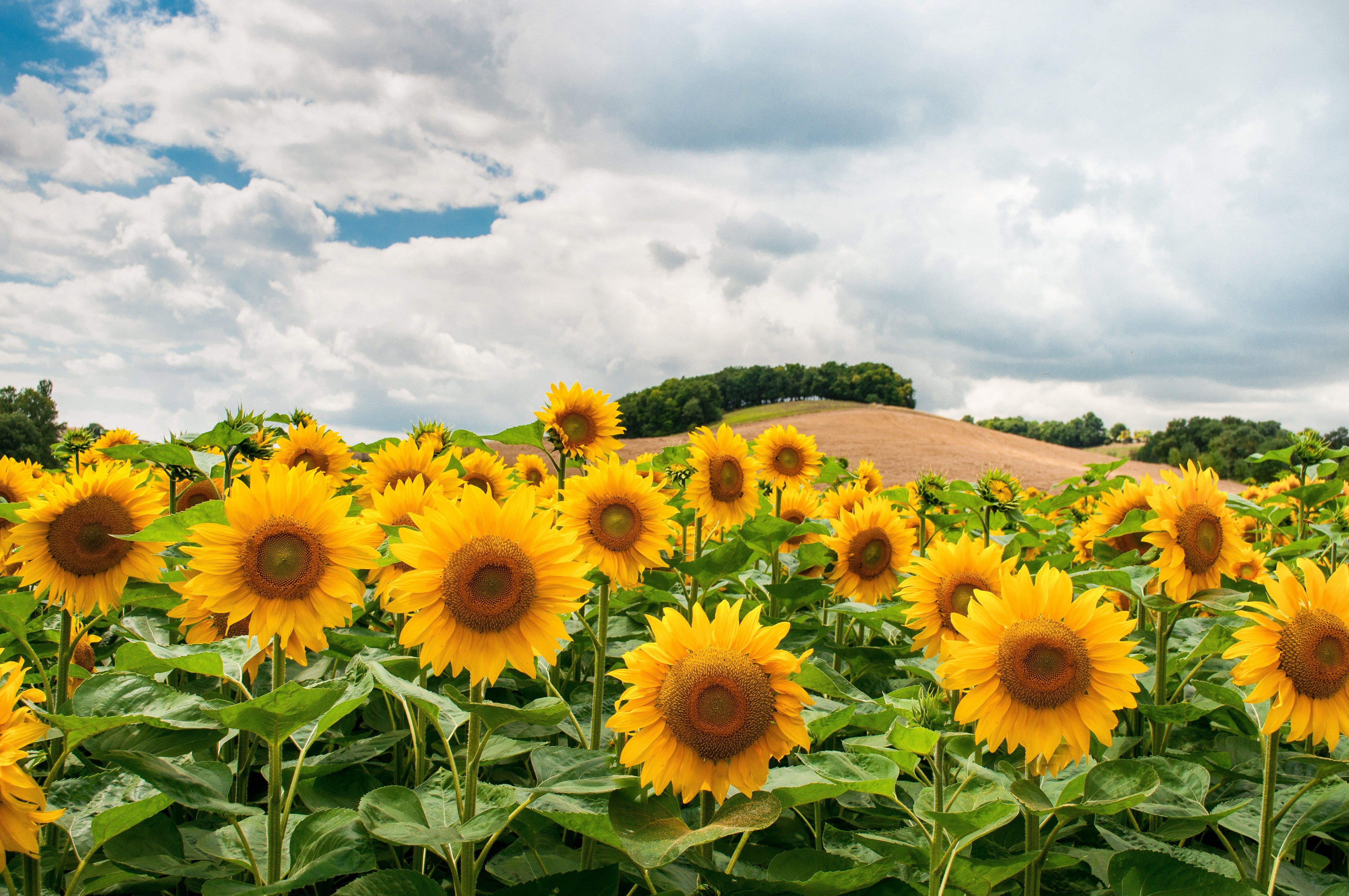 Aceite de Girasol,fuente de Omega 6