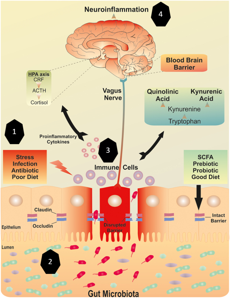 Eje Microbiota, intestino y cerebro