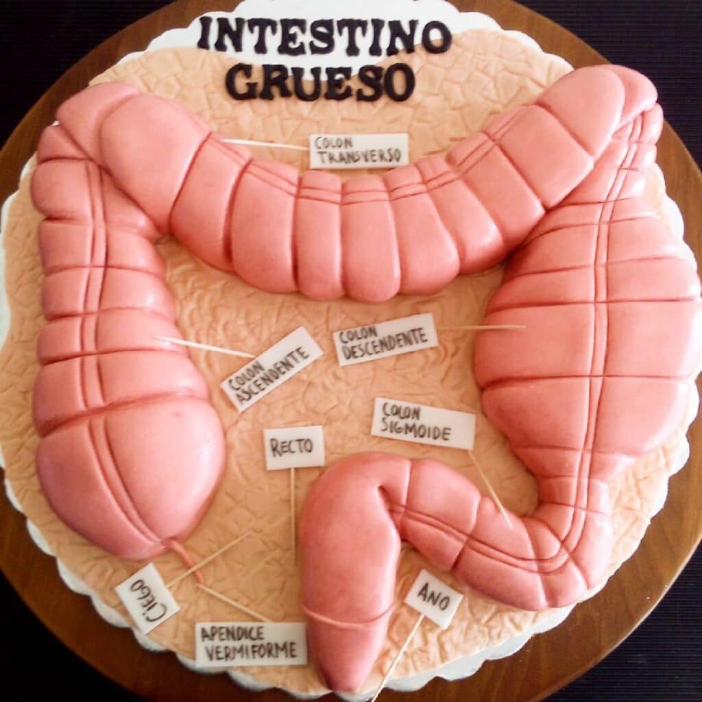 Partes del intestino grueso