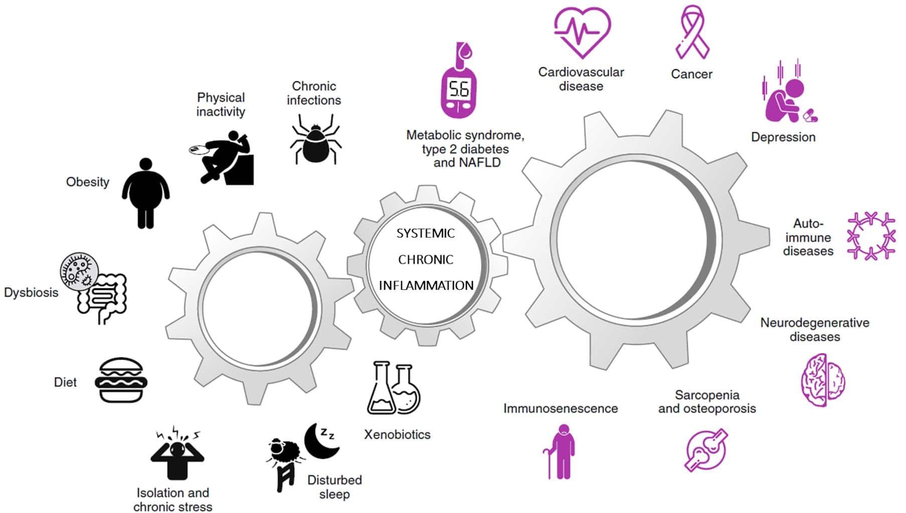 Causas y consecuencia de la inflamación crónica sistemática