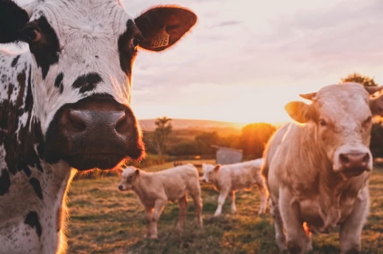 ¿De dónde viene la carne roja? 