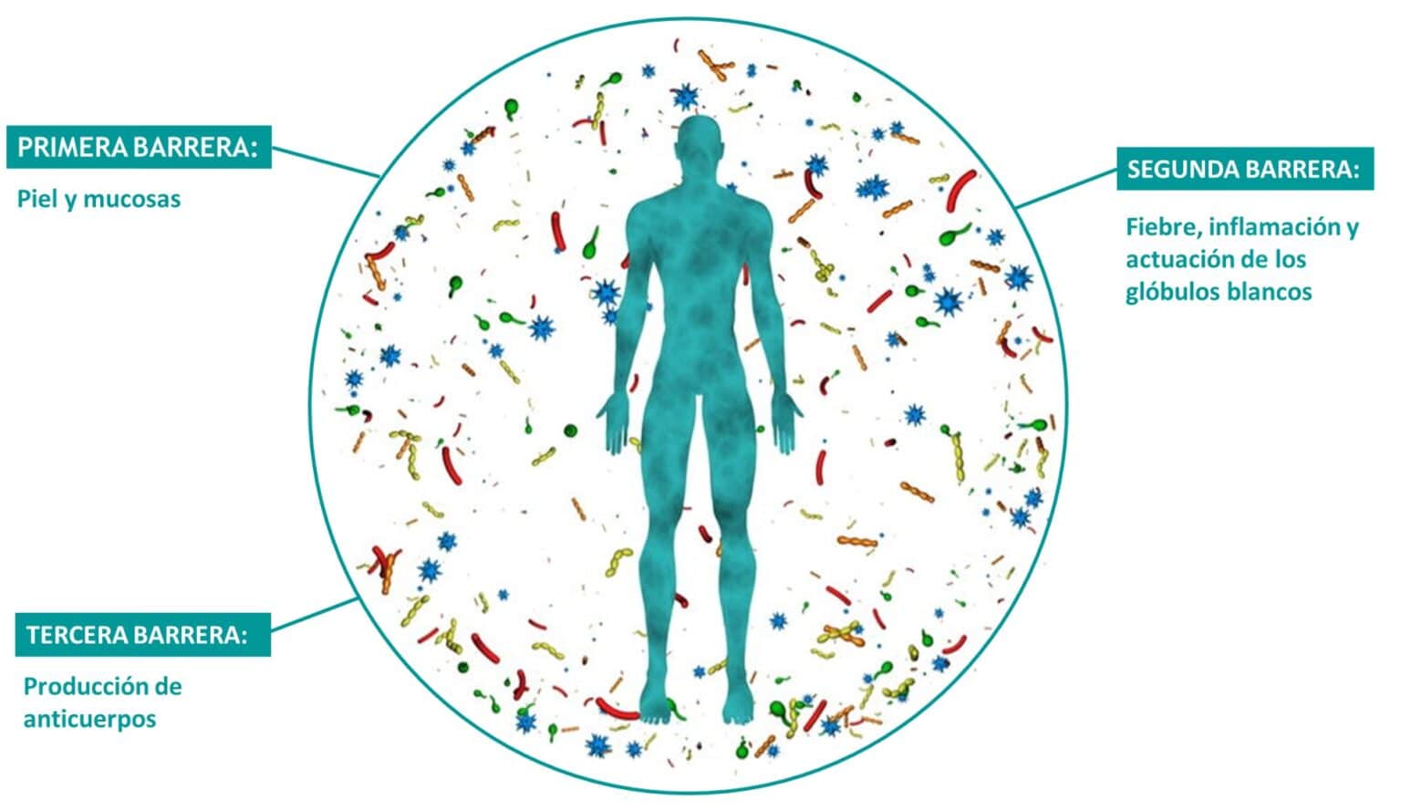 SISTEMA INMUNE: CLAVES PARA MEJORARLO - Salud Diez