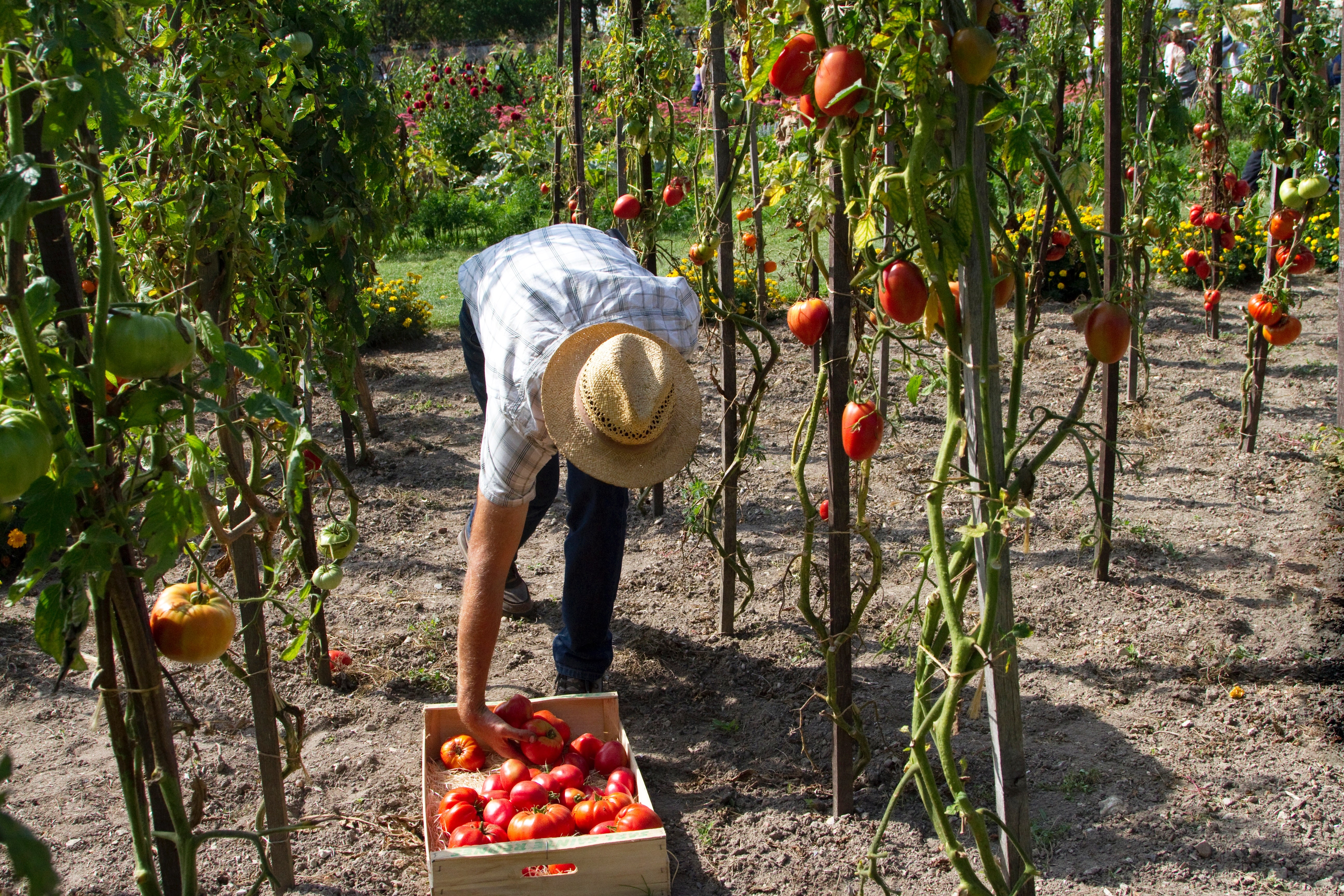 propiedades del tomate