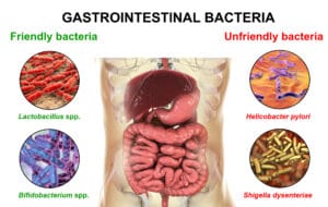 microbiota intestinal