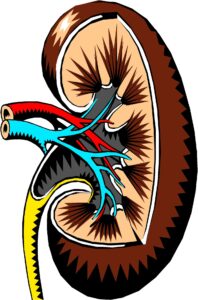 Enfermedad Renal Crónica