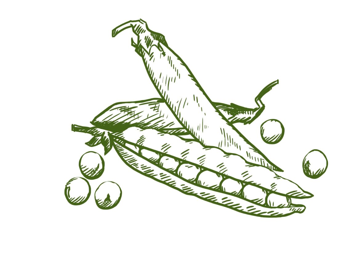 Arvejas o guisantes. Una legumbre antigua y nutritiva.