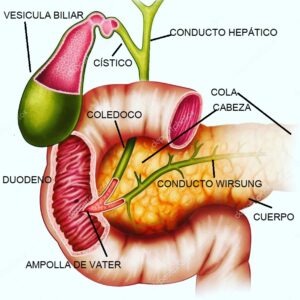 Anatomía del Páncreas 