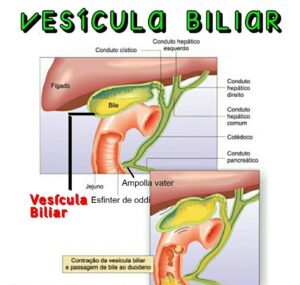 Anatomía de la vesícula biliar 