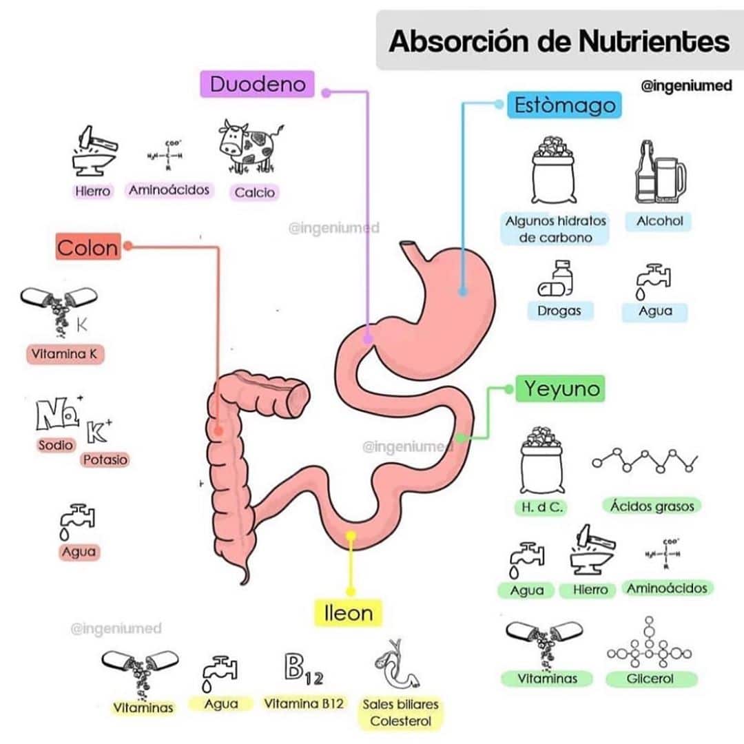 Absorción de nutrientes, la vitamina B1 se absorbe en yeyuno e íleon.