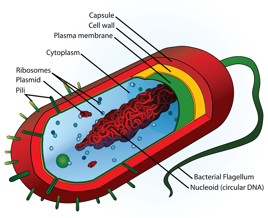 Estructura de una bacteria