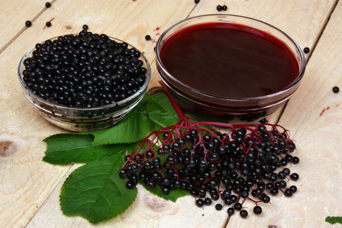 Saúco, mejor conocido como «Elderberry»: Todo lo que necesitas saber