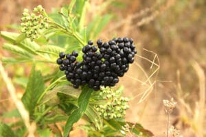 sauco o elderberry