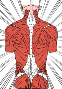 fibras musculares