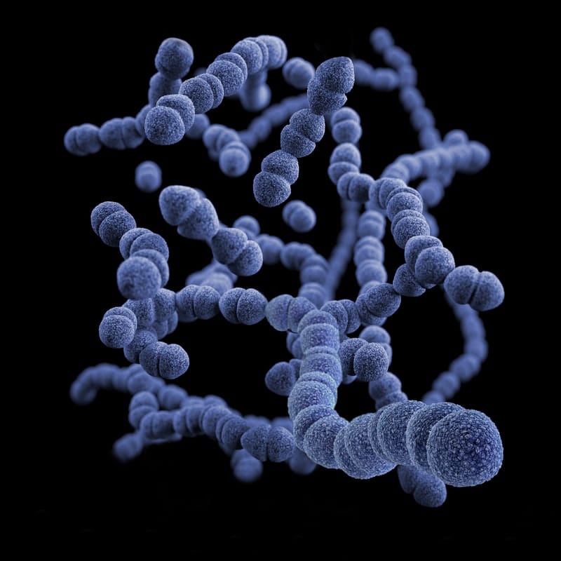 Bacteria estreptococo