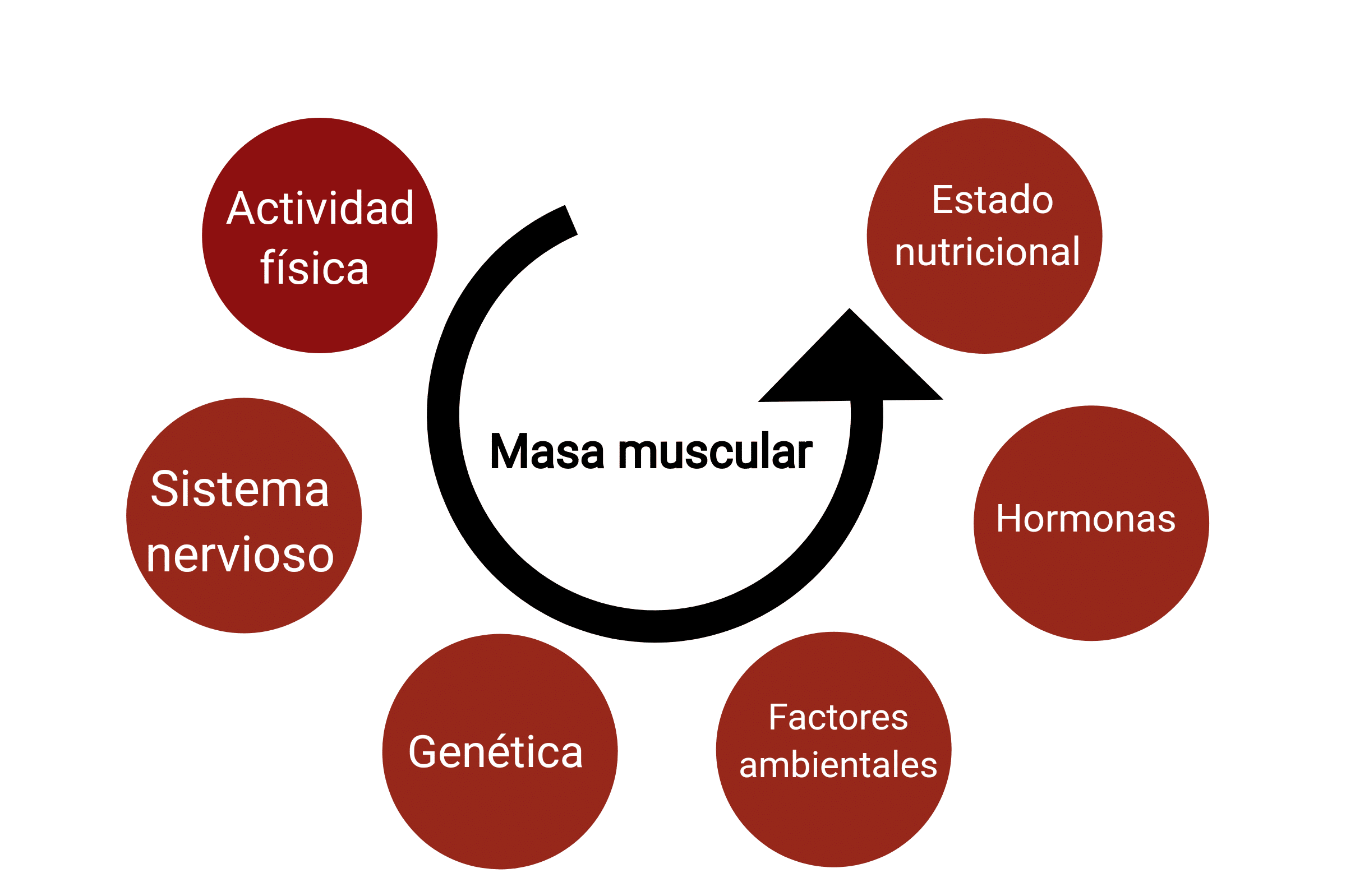 Hipertrofia muscular - factores que influyen