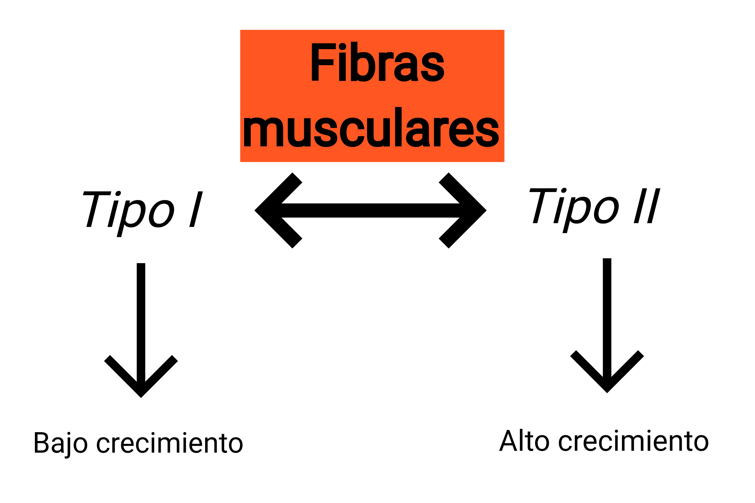 Hipertrofia muscular - fibras musculares