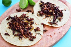 chapulines 