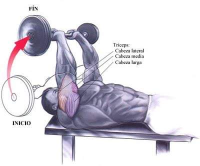 ANATOMÍA DE LOS TRÍCEPS 