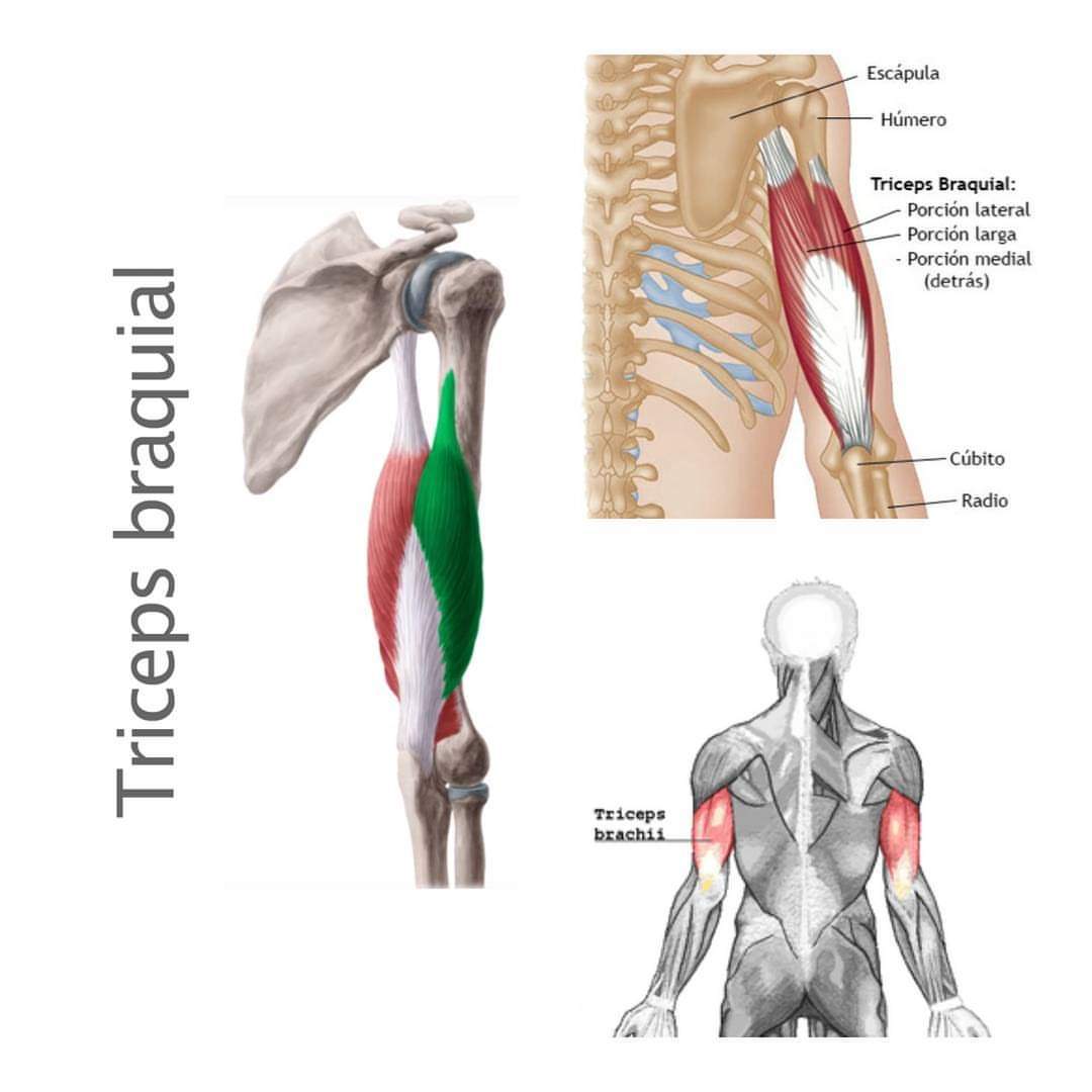 ANATOMÍA DEL TRÍCEPS 