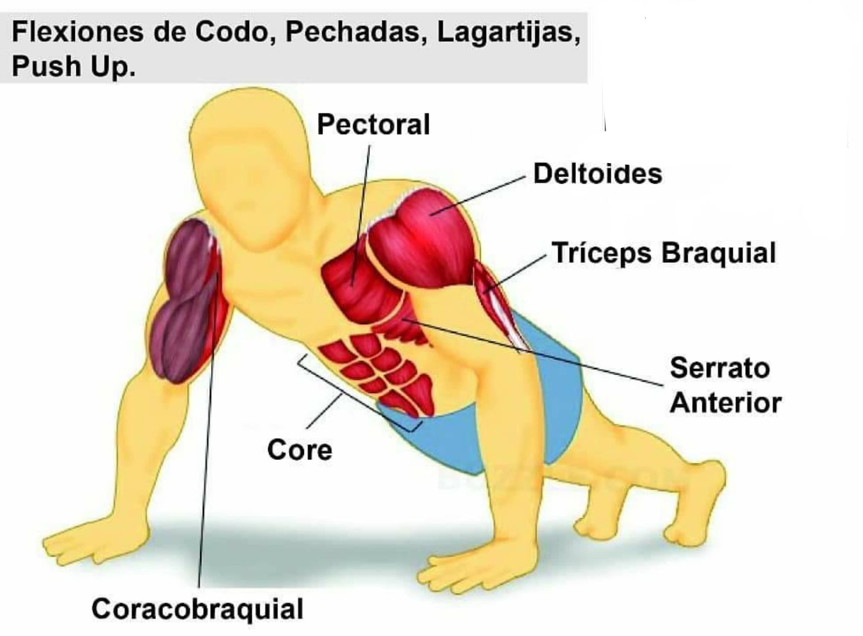 MÚSCULOS IMPLICADOS EN LAS FLEXIONES 