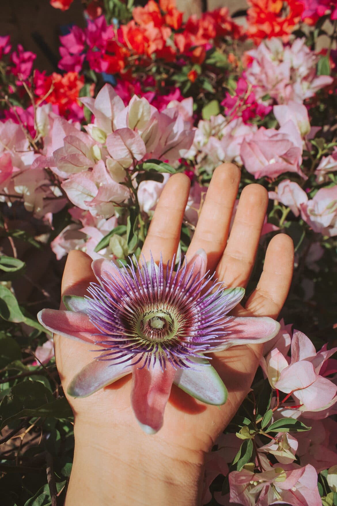 Passiflora propiedades en el insomnio.