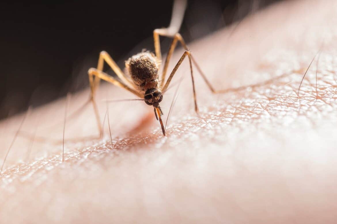 PICADURAS DE MOSQUITO: ¡Qué insectos tan molestos!