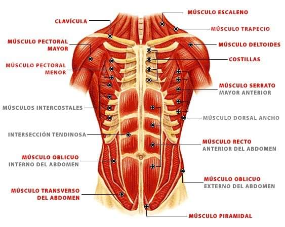 ANATOMÍA DE LOS MÚSCULOS DEL ABDOMEN 