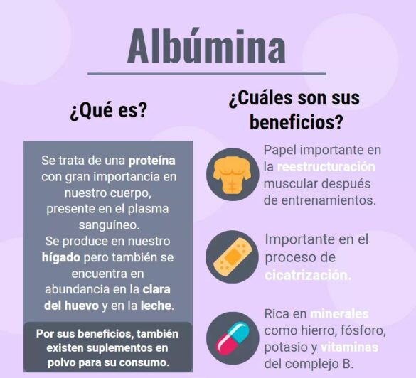 ALBÚMINA Beneficios y propiedades de la albúmina del huevo Salud Diez