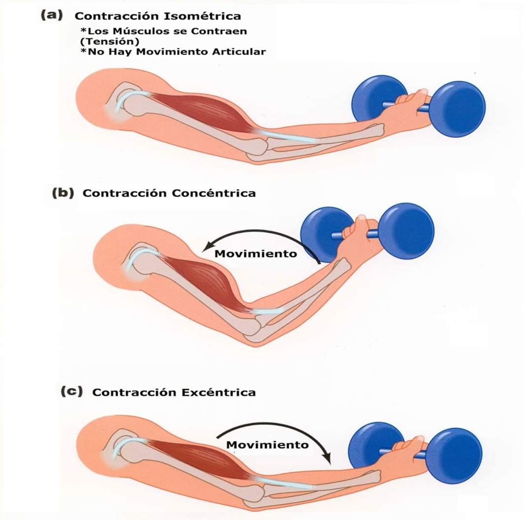 TIPOS DE CONTRACCIÓN MUSCULAR 