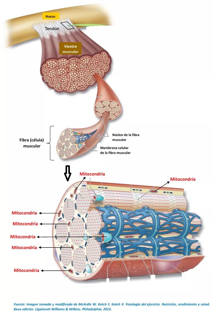 FISIOLOGIA CONTRACCIÓN MUSCULAR 