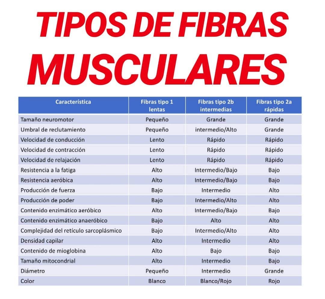 TIPO DE FIBRAS MUSCULARES