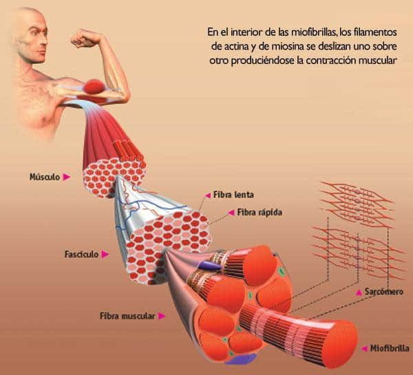 FIBRAS MUSCULARES DE CONTRACCIÓN LENTA Y RAPIDA