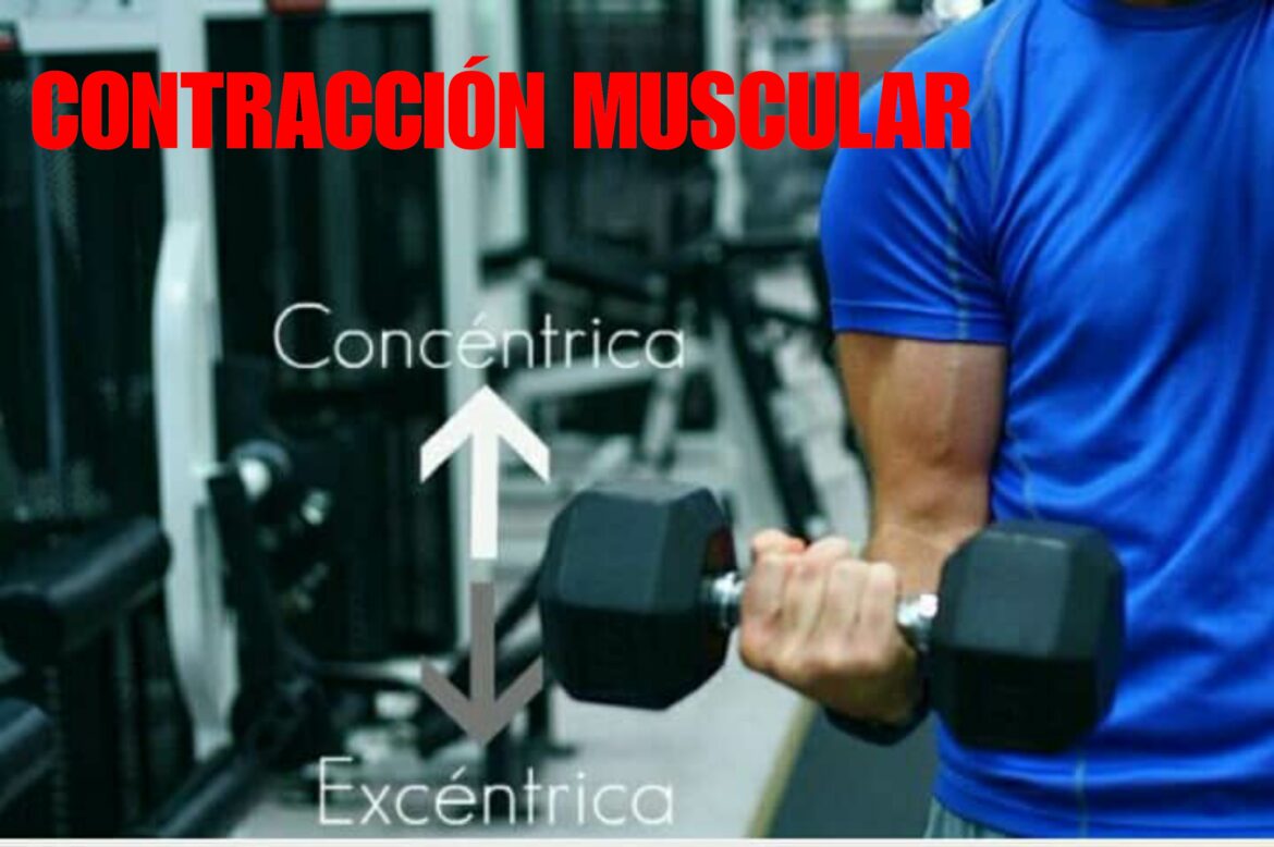 CONTRACCIÓN MUSCULAR: Conoce los tipos y su mecanismo