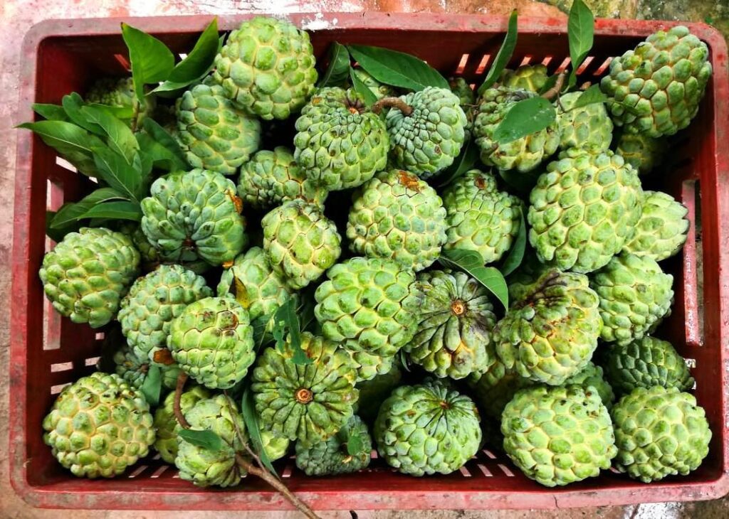 Chirimoya Propiedades De Una Fruto Exótico ¡con Grandes Beneficios 49A Chirimoya Propiedades De Una Fruto Exótico ¡con Grandes Beneficios 49A