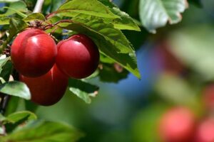 FRUTOS ROJOS