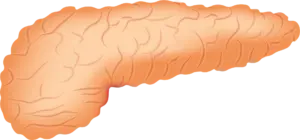 Páncreas