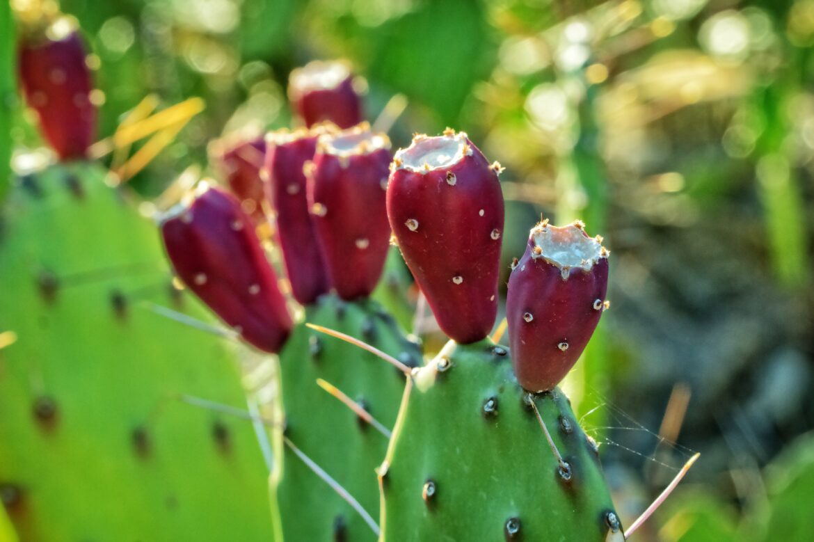 TUNA EL FRUTO OBTENIDO DEL NOPAL MEXICANO