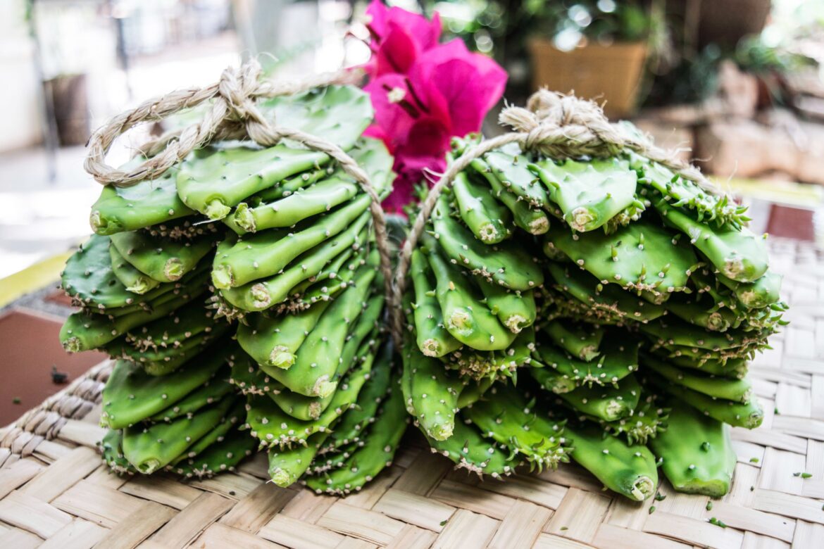 ¿Qué es el nopal? Un tesoro de América para el mundo