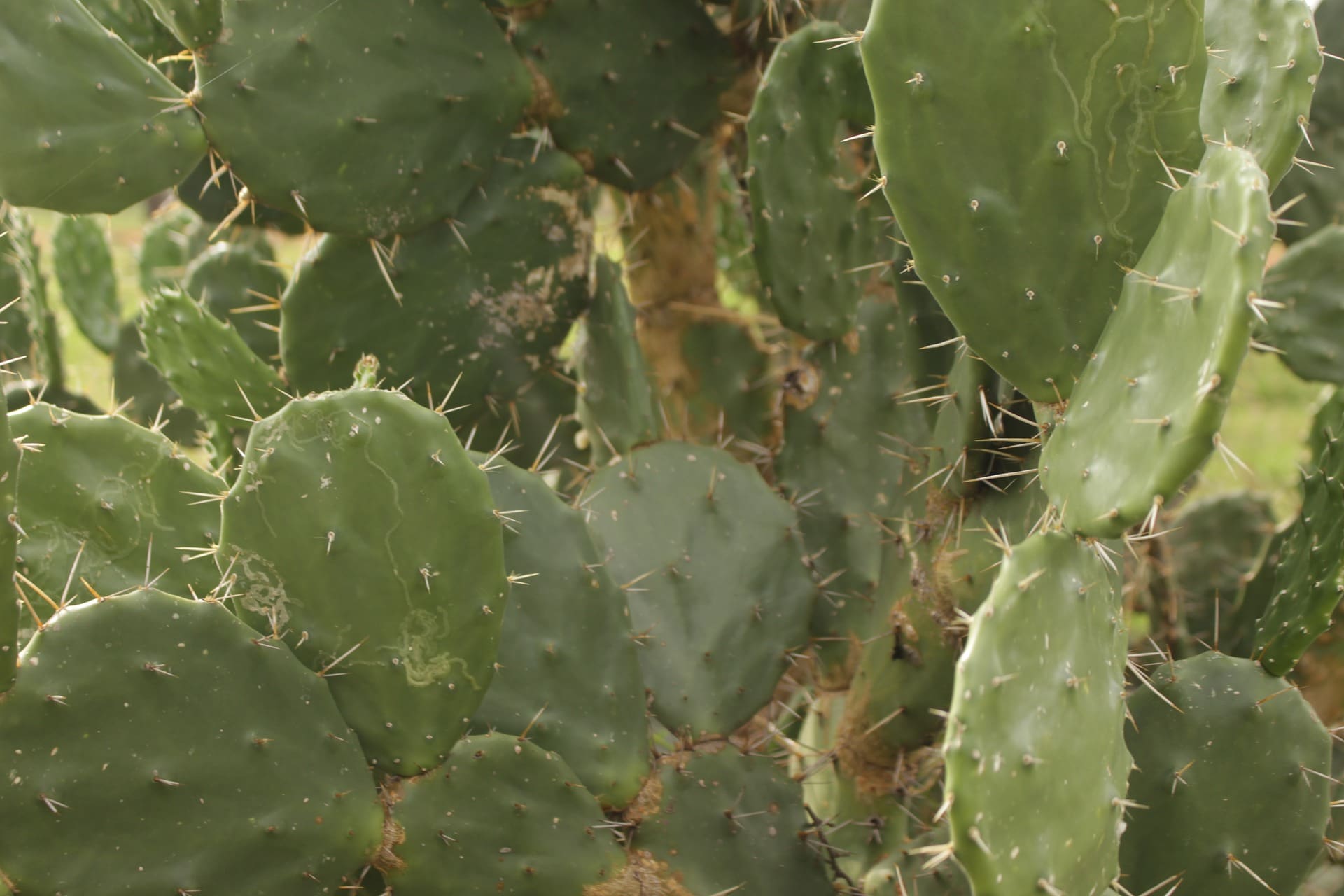 Nopal