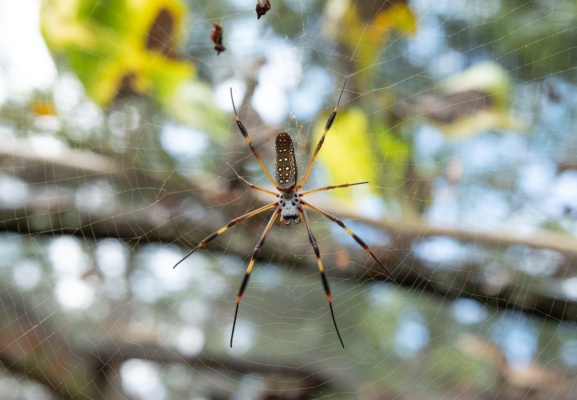 picadura de araña, araña de los plátanos