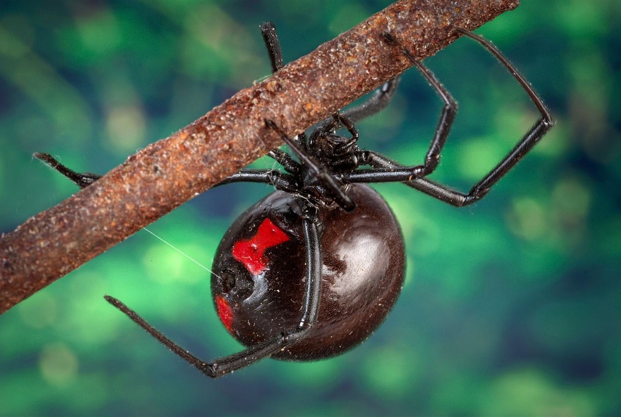 Picadura de araña, viuda negra