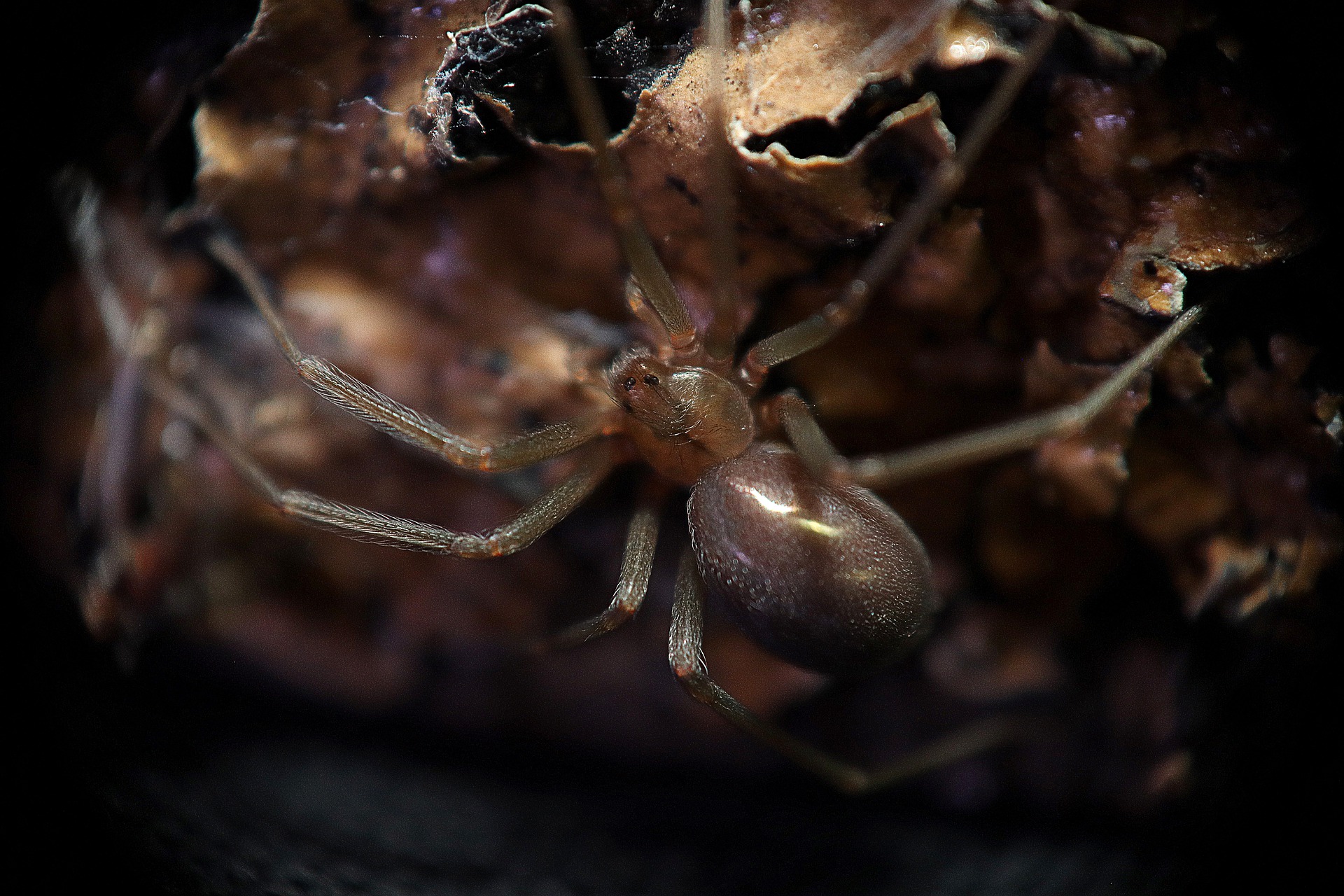 picadura de araña, araña de los rincones