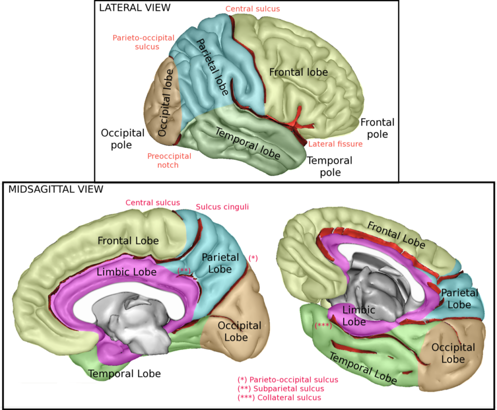 Áreas del cerebro en mentiras