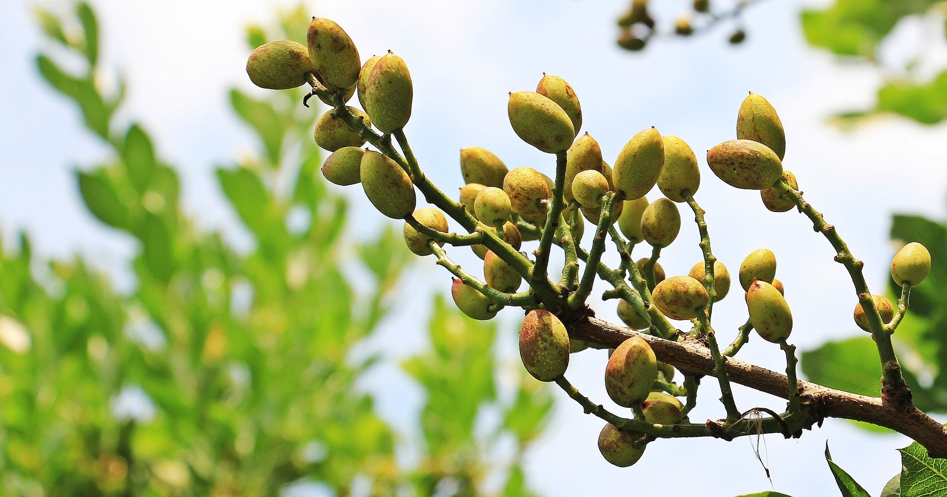 planta de pistacho